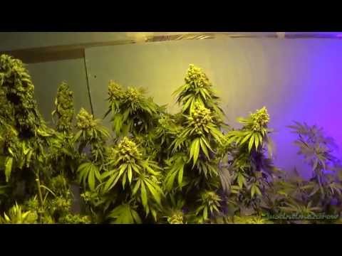 6-10-13 My New Grow Room!
