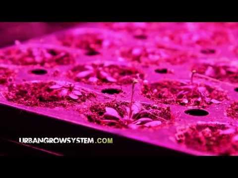 Led Grow Light for Indoor Gardening & Indoor growing. Growing marijuana with LED light
