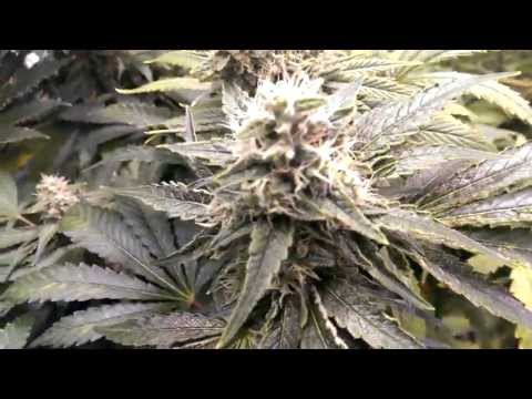 CheeseDog & more (Day 49)