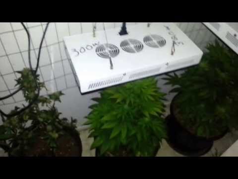 Budding 1200w LED grow lights,grow room,great medical marijuana