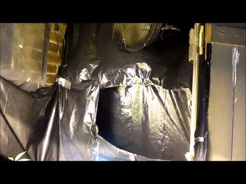 DWC grow #2 update 3 nutrient talk,change