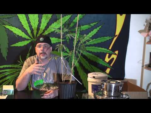 Genetic Stabilization of Cannabis, Stress testing,...