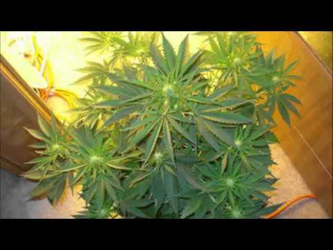 cfl marijuana growing