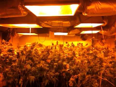 Grow room talk