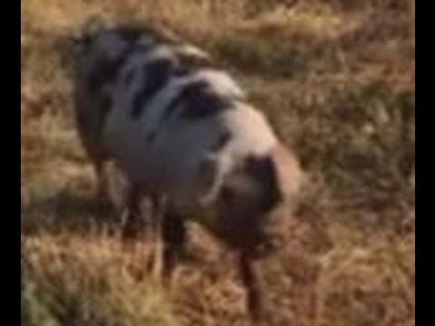 Farmer feeds pigs marijuana and vodka