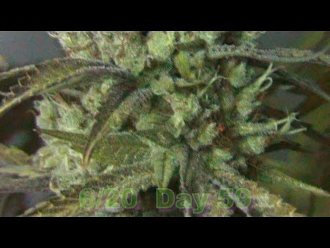 NEW Critical Kush    Day 60   (flushing)