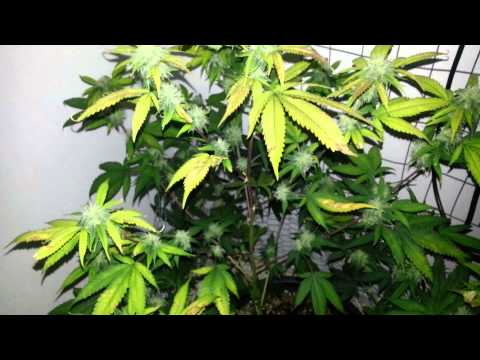 Wow wow These LED grow light are the bomb