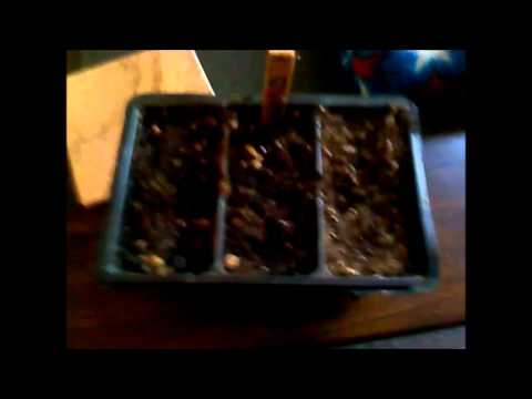 the social grow ms. parker update