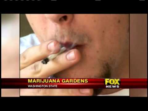 Marijuana Gardens