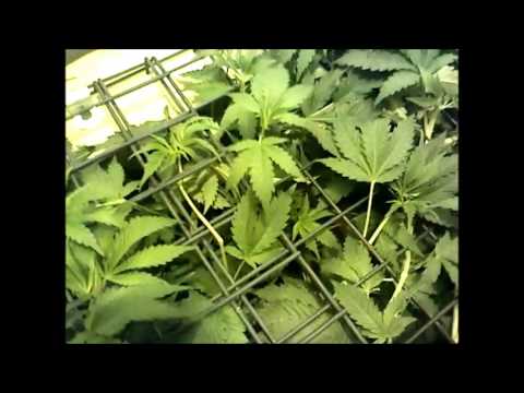 stormy thursday dwc update