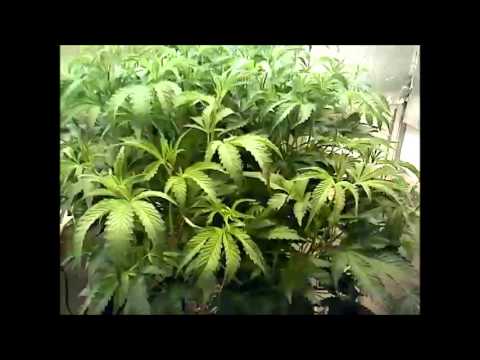 DIRT DWC COMPARE the break up