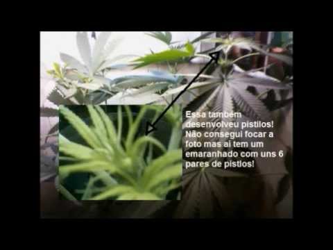 Autocultivo Parte #11 - 4 fêmeas!! mostrando pré-flores