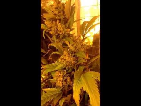 Vertical grow room. Legal medical grow 5,500w Hortilux HPS vertical dirt grow rooms Lumatek ballasts