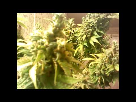 purple urkle week 10 of flower 400w hps