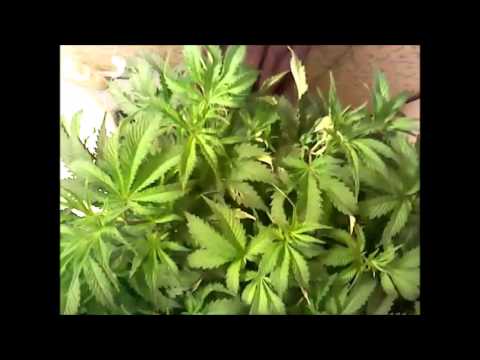 DIRT DWC COMPARE start week 4 of veg