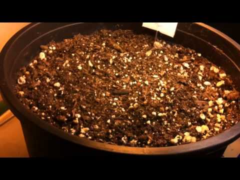 Autoflower Madness: S1E3 - I Got Some Duds