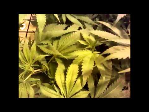 purple urkle end of week one of flower