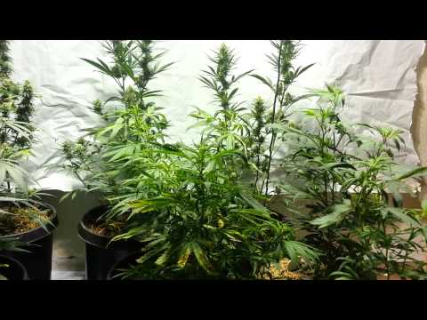 True Living Organics Grow New Setup
