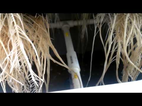 800 watt grow room update. ROOTS!