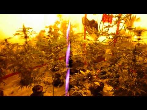 Mango & Big Bang Weed 7 1/2 Weeks Flowering