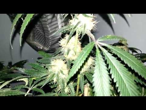 Girl Scout Cookies & Pineapple Express Part 5 HARVEST TIME