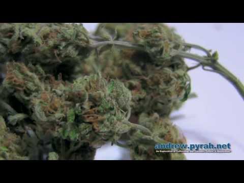Royal Creamatic Bud Closeups (Royal Queen Seeds Autoflowering)