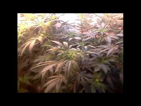 CFL -- Closet Grow (Flowering) wk#2