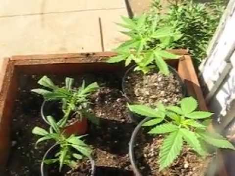 July 2, 2013 plant update