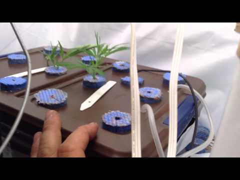 medical grow update 2