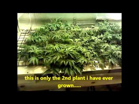 PURPLE URKLE DWC/SCROG Day 1 of Flower