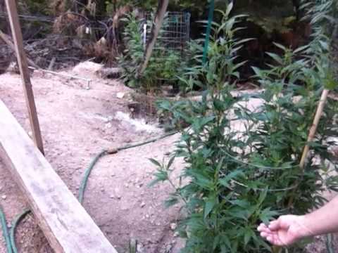 OUTDOOR GROW UPDATE. Blueberry, Kandy Kush, Purps, Pineapple/Purple Wreck, Girl Scout Cookie & more!