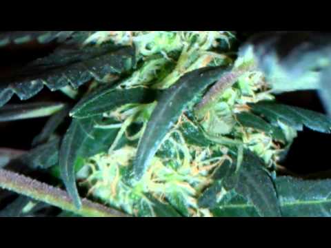 Smurf's Cut; close ups