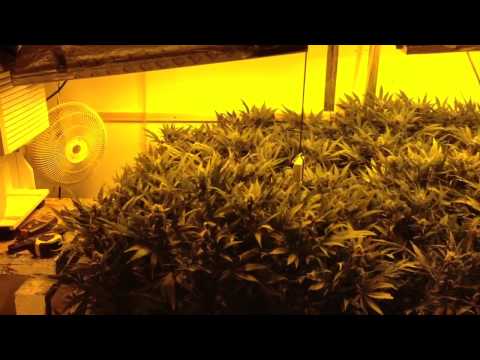 Custom Grow 4x8 Critical Mass G2