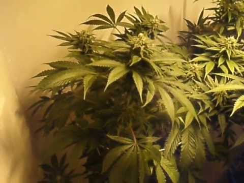 first grow room  Flowering into  week 4 1000 watt hps  grow