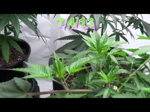 BubbleGum Experiment #8   7-4-13