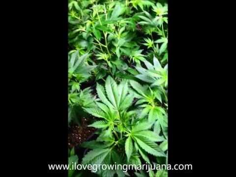Casey Jones Marijuana Flowering Day 3