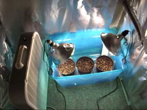 Temp. setup for first closet grow project.