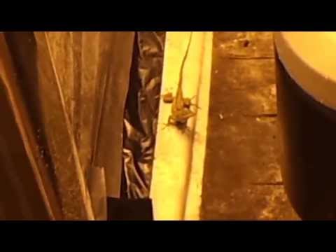 Grow Box, older post, was on private??