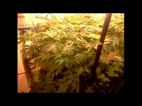 CFL -- Closet Grow (Flowering) wk#3