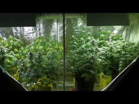 The Cloned Cannabis Grow - Video #9 - Flowering Weeks 5 & 6 Update