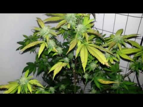 Wow wow These LED grow lights are the bomb