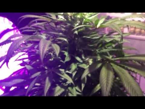 Sensi Star Paradise Seeds - Hydrogrow 189X-Pro LED w Hesi Nutrients (4th Week Flowering)  ASC