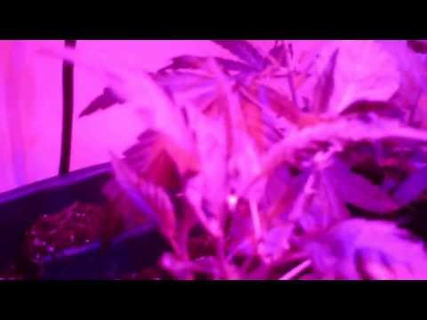 day 22 indoor cannabis grow
