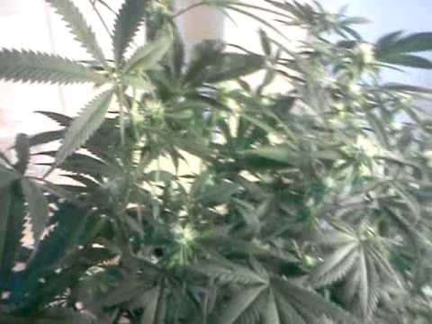 Special Update (Hermie Plant)