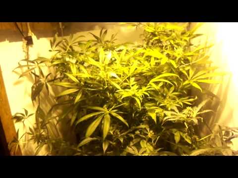 DWC grow #2 update 5