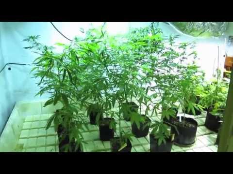 Garden Update 7-15-2013