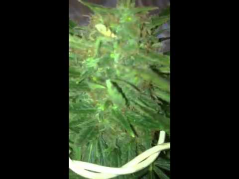 Blueberry skunk, c99, purplewreck