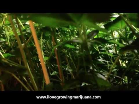 Casey Jones Marijuana Flowering Day 15