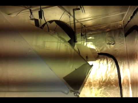 grow tent update 3 weeks into flowering