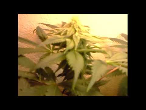CFL -- Closet Grow (Flowering) wk#5